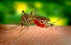 Un nouveau moustique qui transfère des virus détecté en Floride