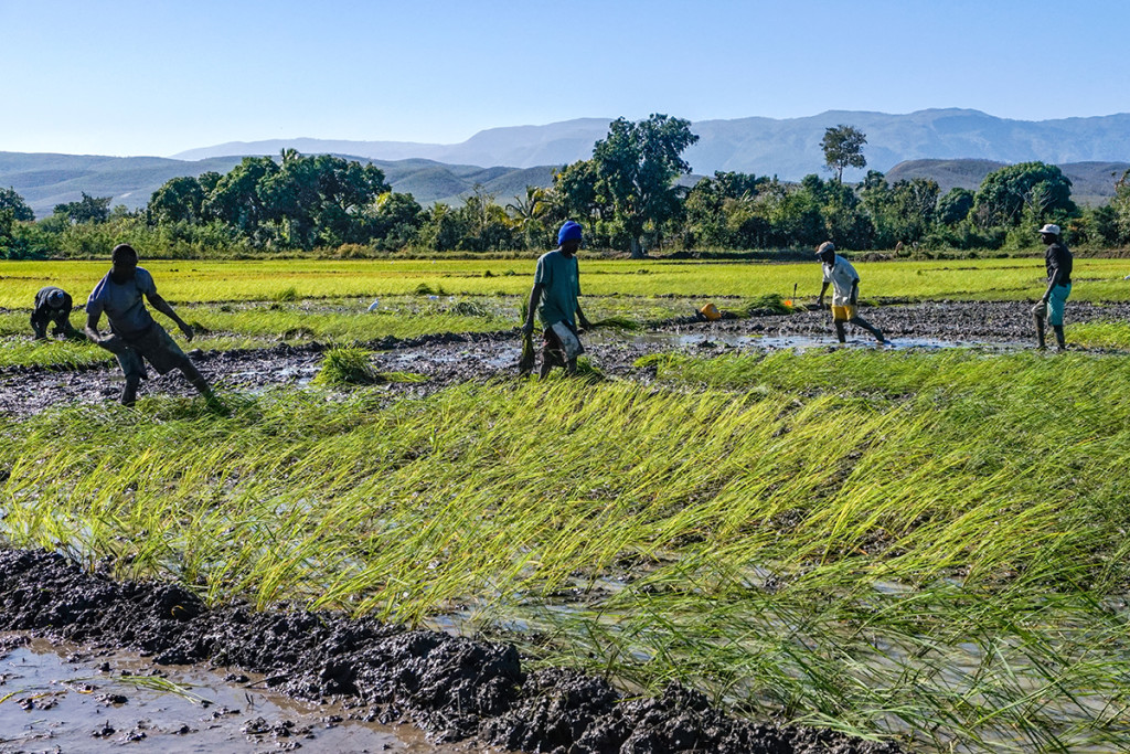 Plusieurs hectares de riz menacés en Artibonite pour cause de pénurie d’eau