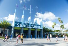 Miami-Dade County Sues to Evict The Dolphin Company from Miami Seaquarium